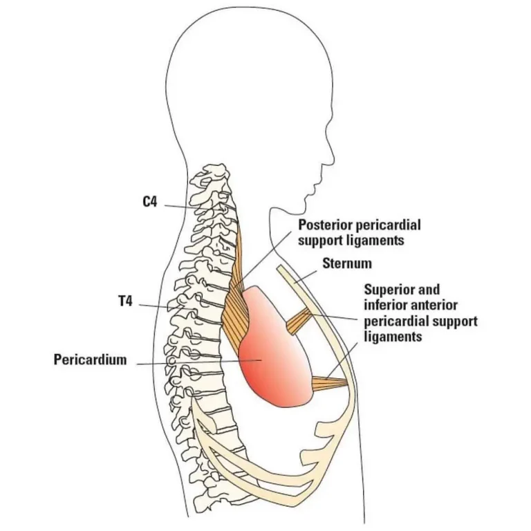 Diagram of the pericardium and its supporting ligaments, including vertebropericardial, sternopericardial, and phrenicopericardial ligaments, showing anatomical connections from C4 to T4 and the heart’s position in the thoracic cavity.